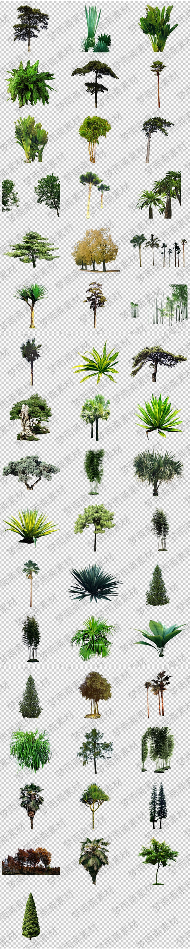 热带树木名称对照图片图片