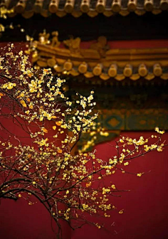 像橘子的太阳采集到一红 一国