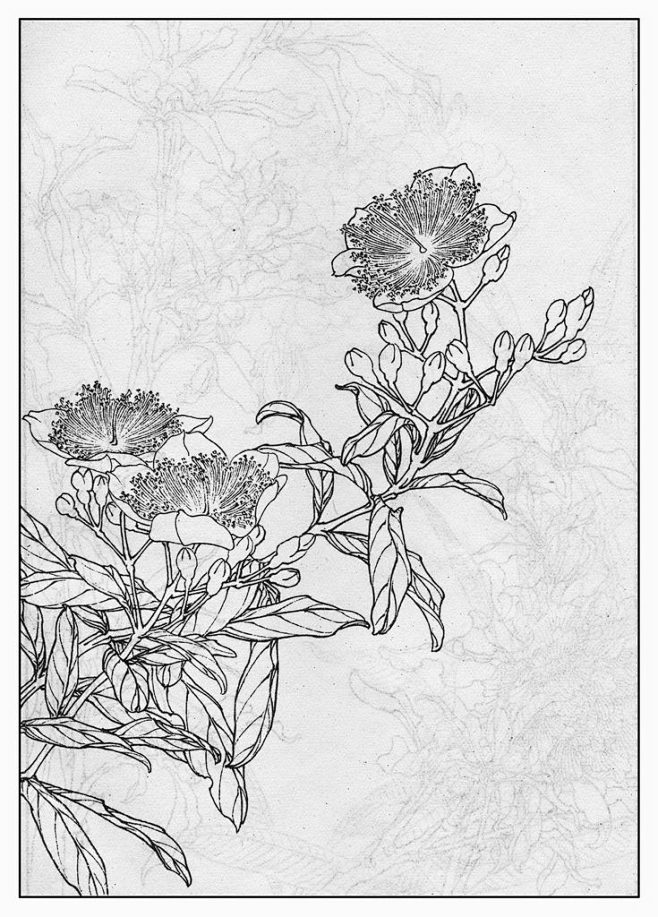 17:08:15金丝桃白描线稿墨*逸该采集也在以下画板加载更多