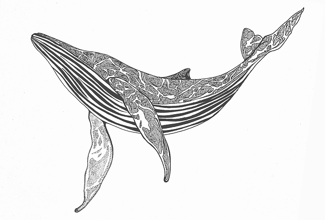 黑白画唯美鲸鱼图片