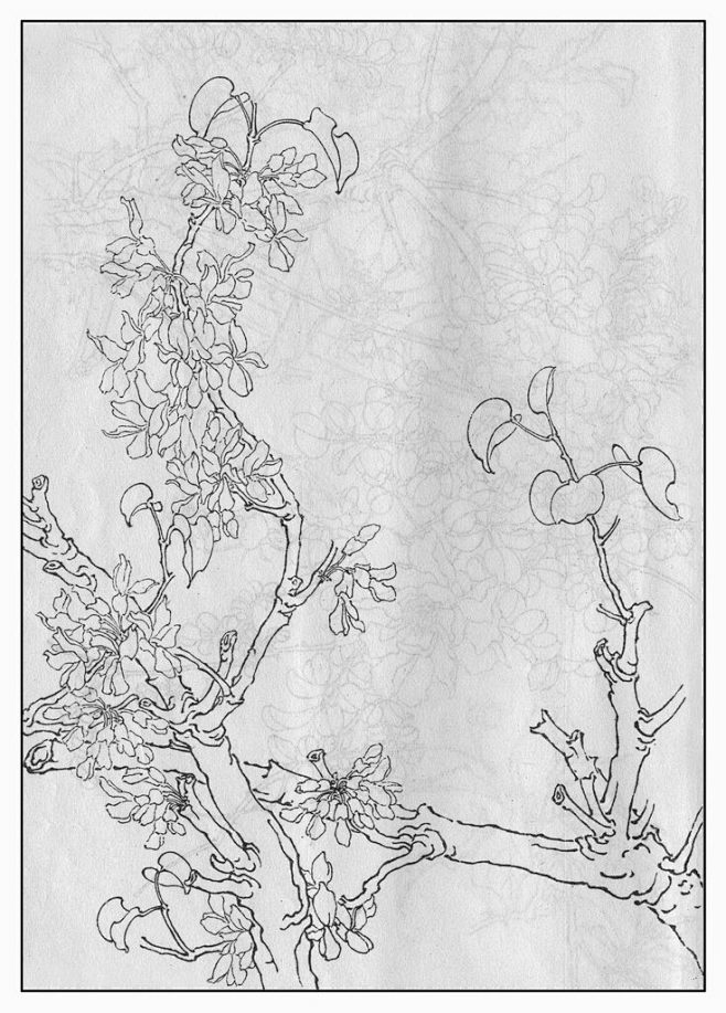 紫荆花的画法素描图片