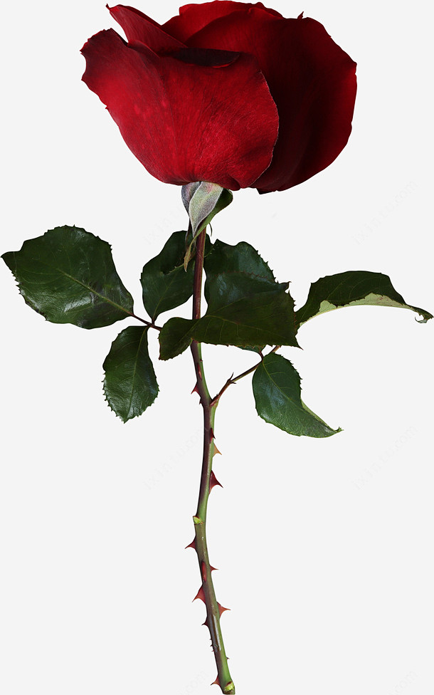 红色玫瑰高清素材带刺枝干深红花瓣玫瑰玫瑰花蔷薇齿形叶子元素免抠