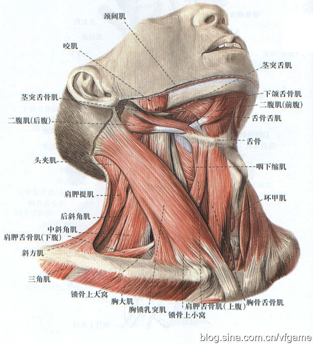颈部骨头结构图图片