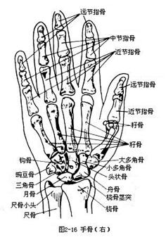 手腕线解释图图片