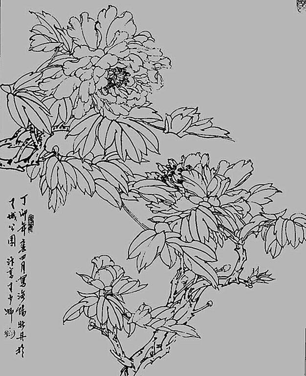 白描牡丹花鸟图片大全图片