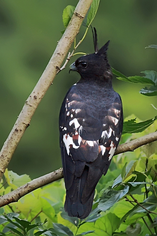 鹰形目鹰科鹃隼属黑冠鹃隼