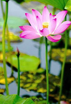 清新=淡雅采集到花朵