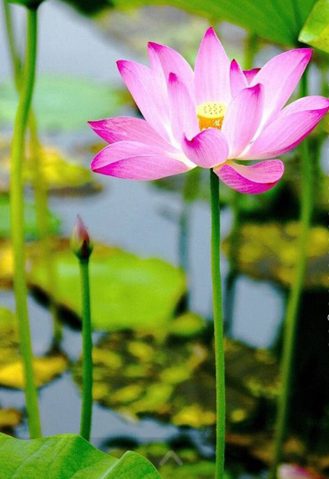 清新=淡雅采集到花朵