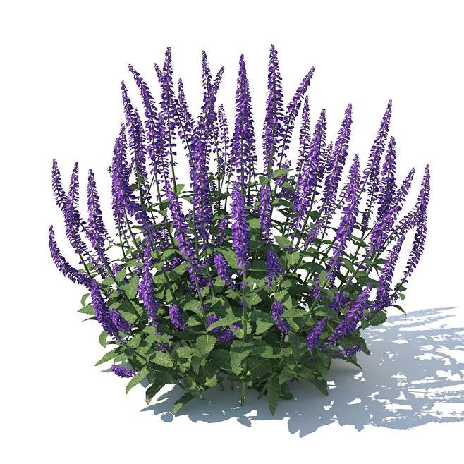 不吃香菜的柯基从漂亮培转采于2021-11-25 13:16:31草花18 景观效果图