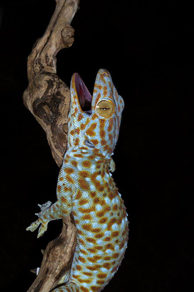 蜥蜴目壁虎科壁虎属大壁虎