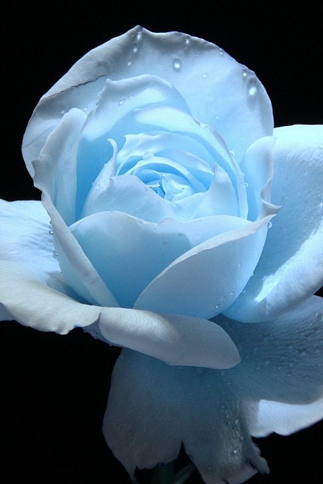 blue rose.