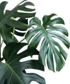 无e不设采集到植物