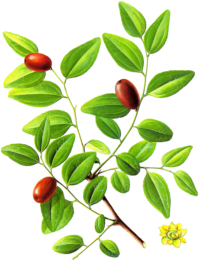 红枣树