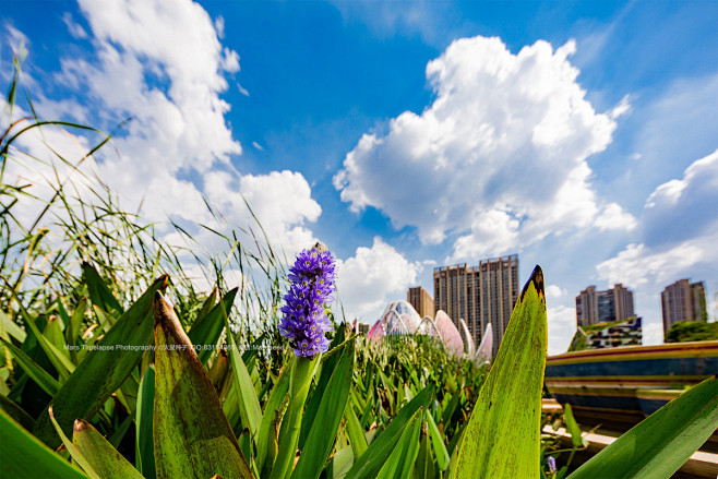 爆发吧,我的小宇宙! - 火星种子