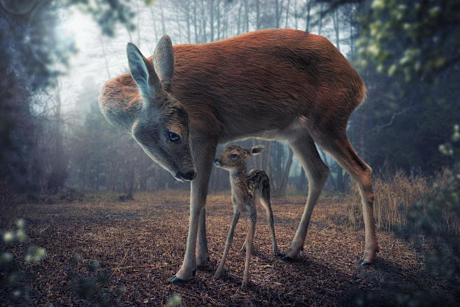 motherandfawn