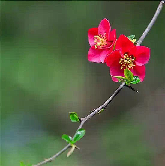 清新=淡雅采集到花朵