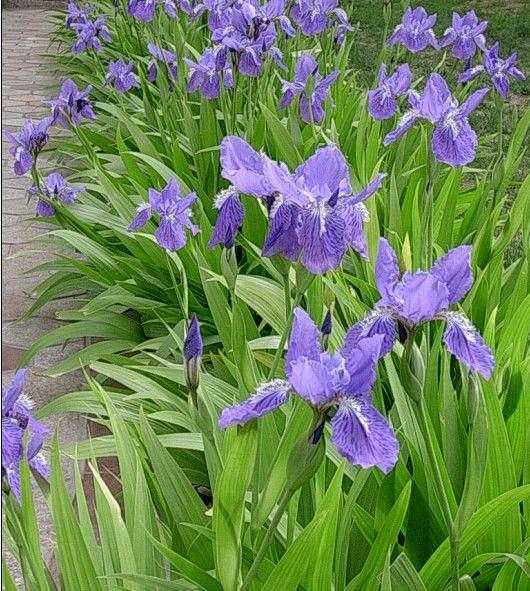 德国鸢尾