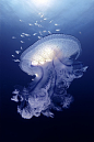 Magnificent Jellyfish    ;)