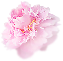 paddy_lee采集到那些花儿