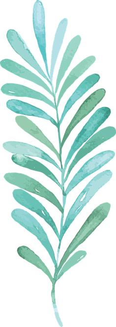 叶子素材 花瓣网 陪你做生活的设计师 植物森系叶子手绘插画小清新叶子素材