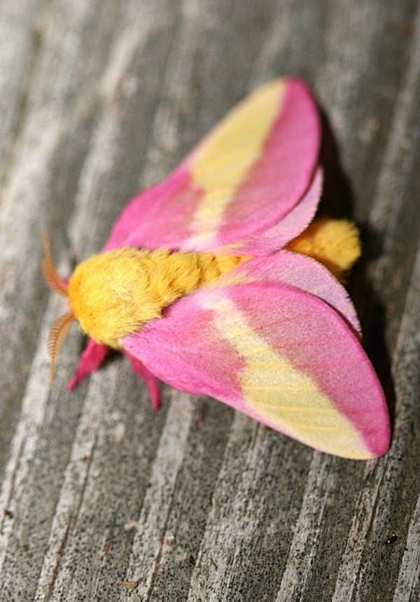 玫瑰枫蛾以其模糊的粉红色和黄色身体而闻名是世界上最美丽的虫子之一
