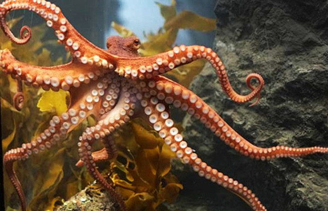 海洋生物不属于鱼类的鱼章鱼