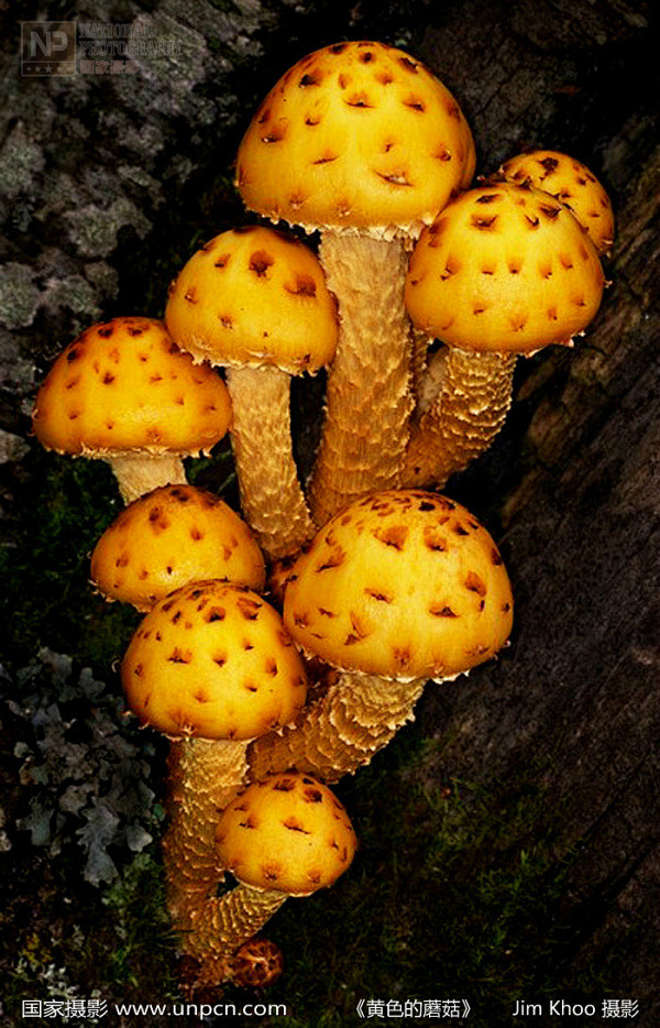 黄色的蘑菇yellowshrooms国家摄影师jimkhoo在美国拍摄