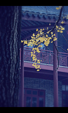 赵囧囧--采集到古建