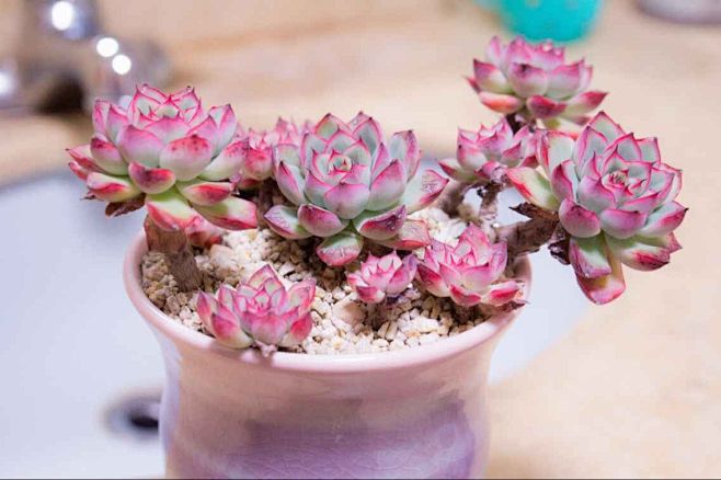 苍翠的柏树从浅笑～转采于2015-09-12 21:10:29荷花多肉植物苍翠的