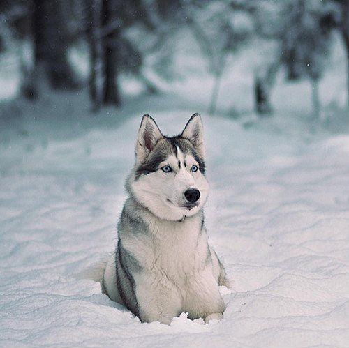 我是一匹来自北方的狼,却在南方被冻成一条狗