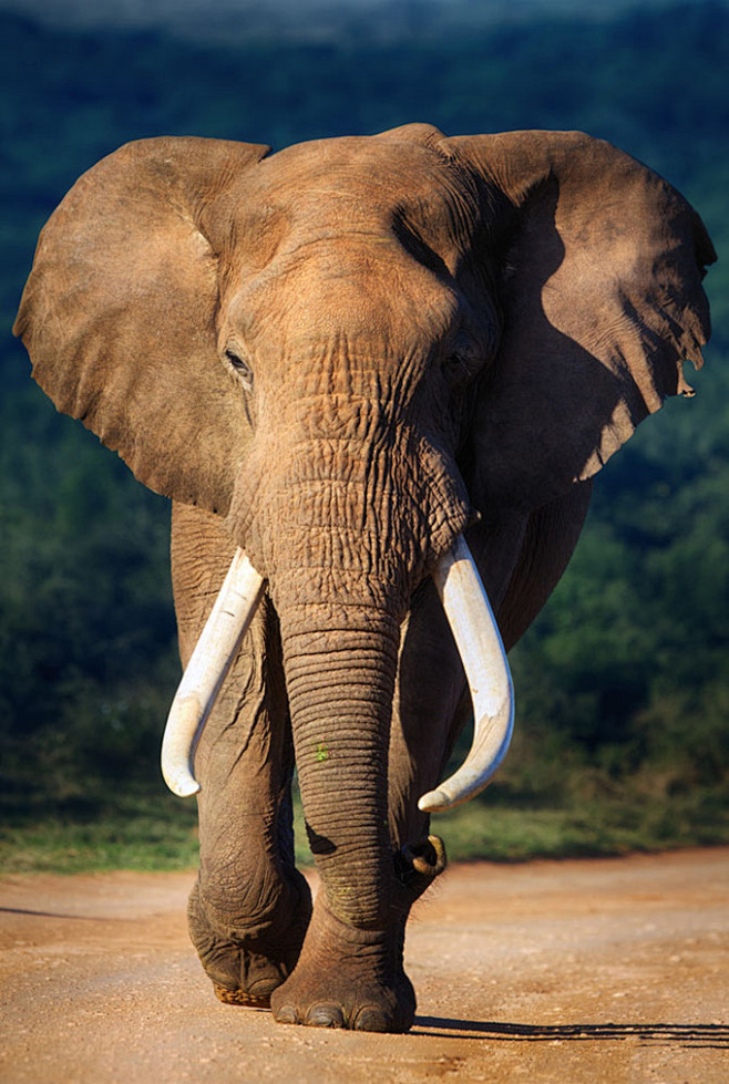 正在行走的大象特写高清图片