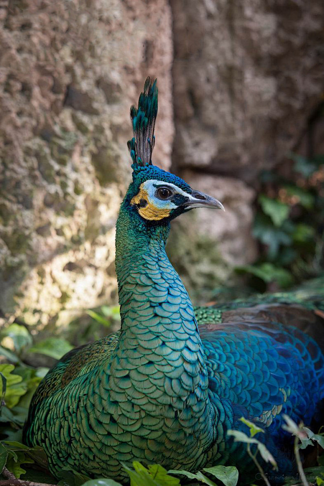 鸡形目雉科孔雀属绿孔雀