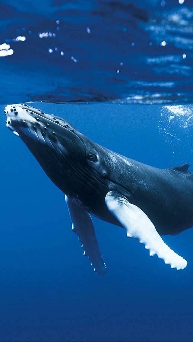 鲸鱼-花瓣网|陪你做生活的设计师 | 海豚