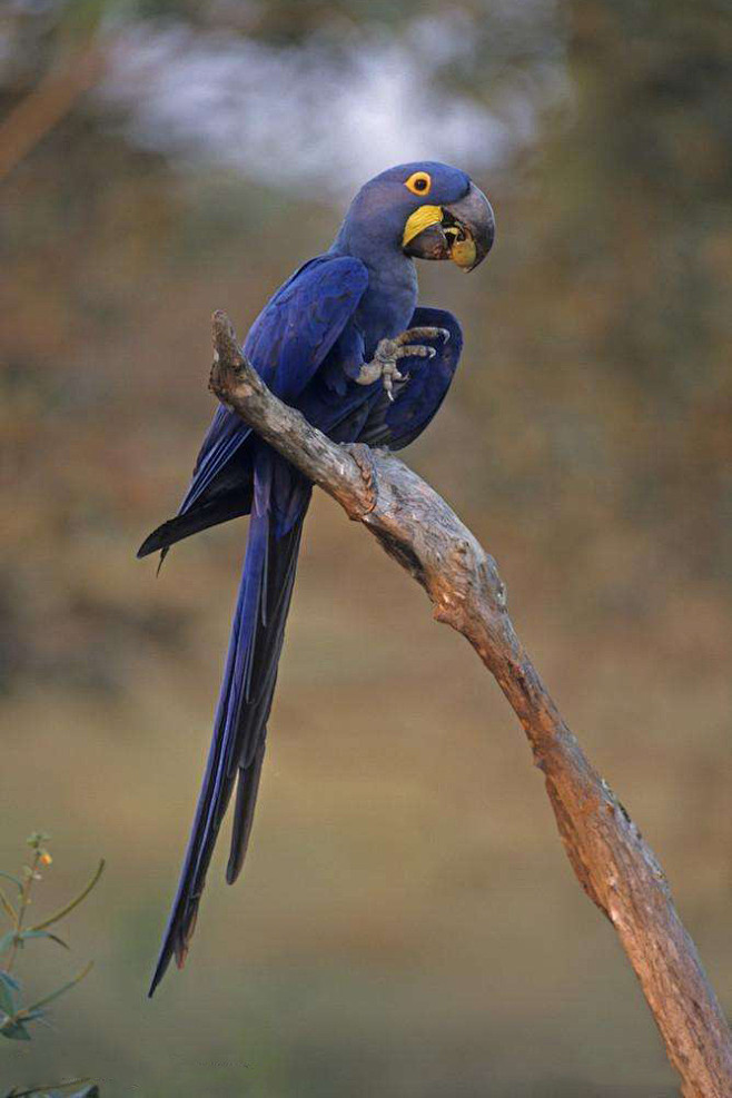 紫蓝金刚鹦鹉真实图片