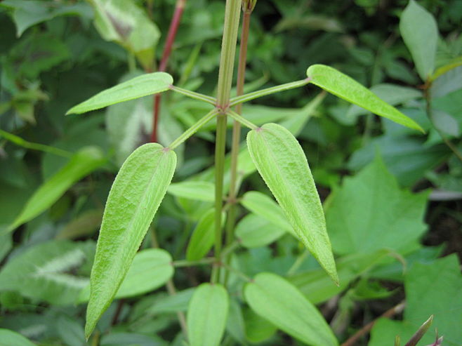 茜草多年生攀援草本根数条至数十条丛生外皮紫红色或橙红色茎四棱形棱