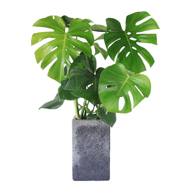 vansans采集到植物