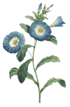 等阿莱采集到花卉