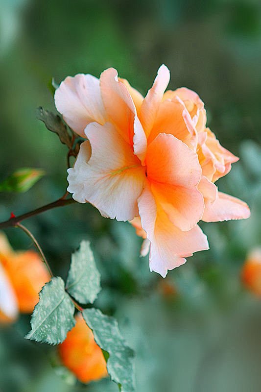 00:58:39娇艳玫瑰唯美的花花痴那些事同采自jipin