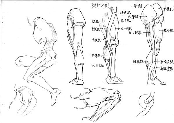 腿部肌肉图的搜索结果_百度图片搜索