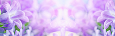 飞天胖虎采集到【海报banner】-浪漫/梦幻