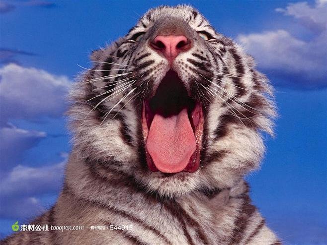 仰头张嘴巴的老虎素材
