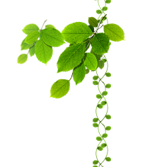 淘小菲采集到花草