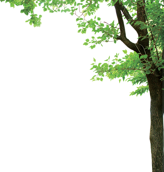 vansans采集到植物