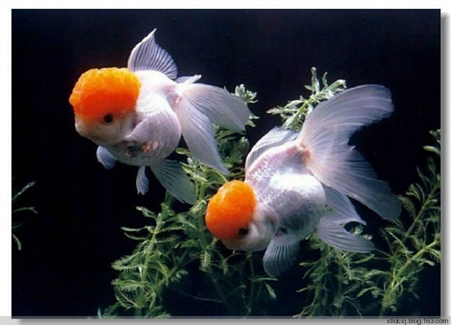 漂亮金鱼