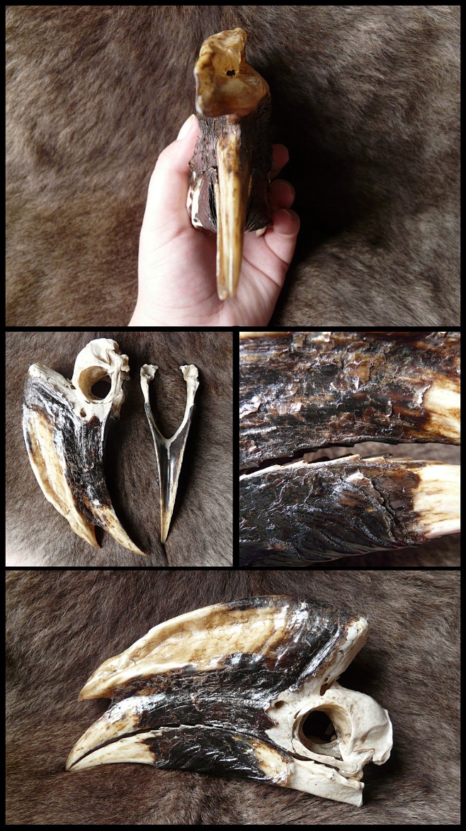 犀鸟头骨图片