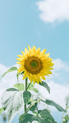 故意~采集到女装背景