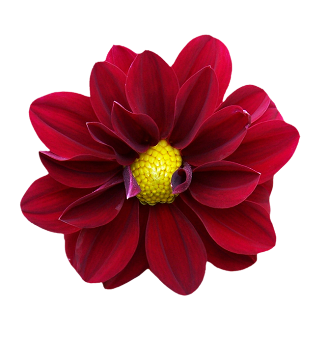 花朵免抠素材十四xcbwuyi6565wuyi