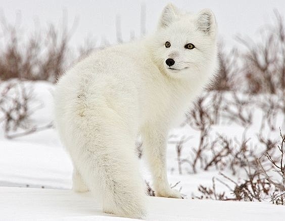 狐狸一组超可爱的北极狐图片均来自pinterest网站67676767