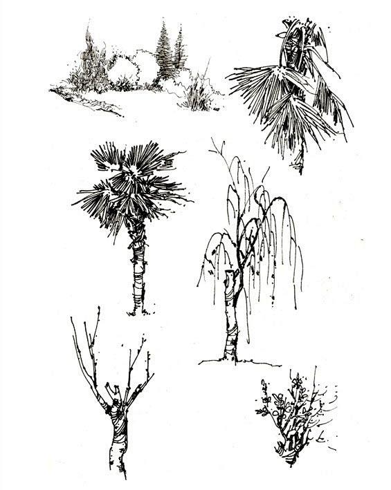 景源手绘创意营的树木风景类线稿作品15老泥鳅素描论坛aclasstextmeta