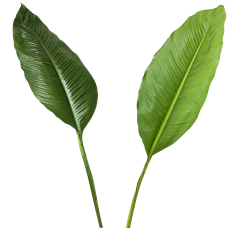 淘小菲采集到花草